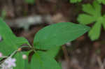 Fourleaf milkweed